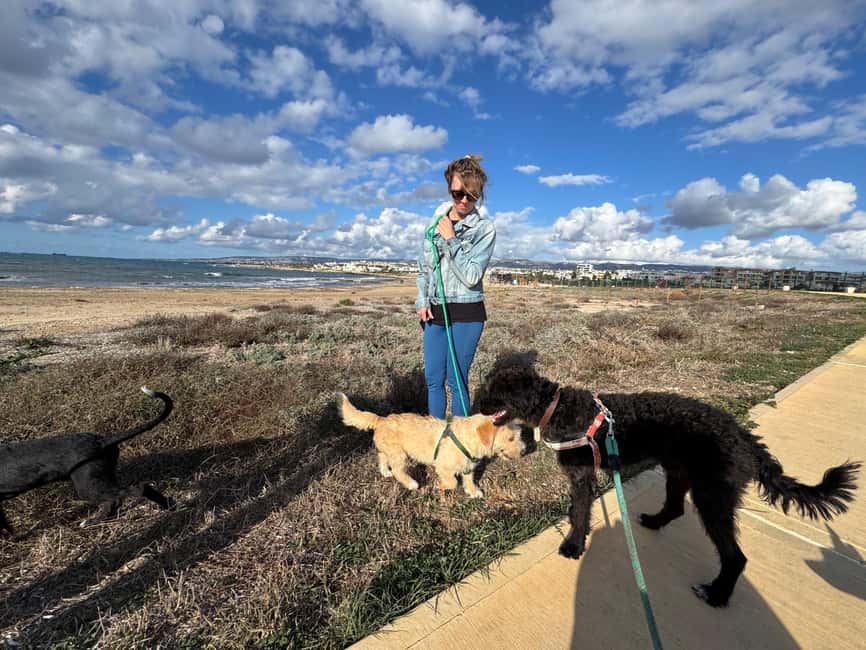 Paphos: Lighthouse Area Beach Walk with Rescue Dogs - The closing conversation and possible adoption