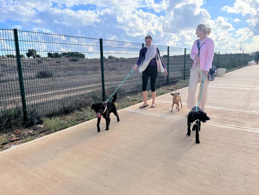 Paphos: Lighthouse Area Beach Walk with Rescue Dogs - What the $29 price really includes