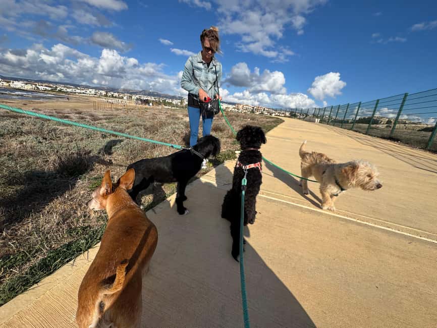 Paphos: Lighthouse Area Beach Walk with Rescue Dogs - Should you book the Paphos rescue dog walk?