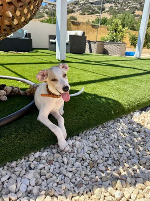 Paphos/ Peyia: Coffee, Cake, and Cuddles with Rescue Puppies - What you learn about fostering and adoption in Cyprus