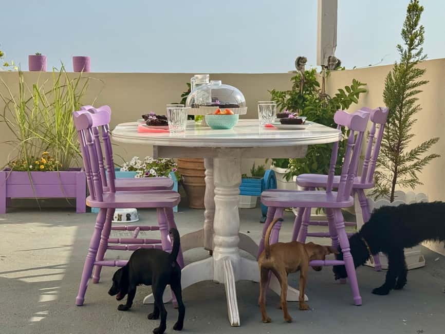 Paphos/ Peyia: Coffee, Cake, and Cuddles with Rescue Puppies - A small group makes the cuddles more comfortable