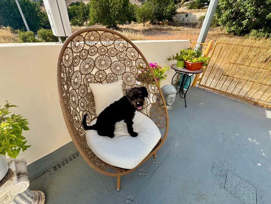 Paphos/ Peyia: Coffee, Cake, and Cuddles with Rescue Puppies - Who will enjoy this experience most?