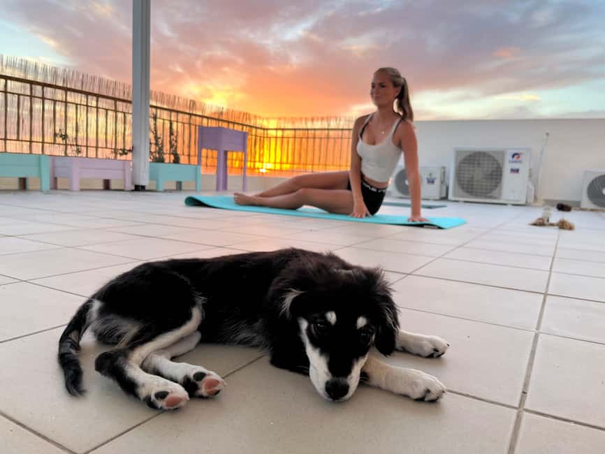 Paphos (Peyia): Mindful Yoga with Rescue Puppies - Meeting the puppies before the first pose