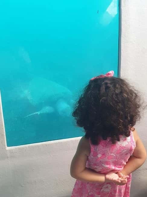 Paphos: Sunset Cruise, Turtle Watching, & Unlimited Drinks - Key points to know before booking
