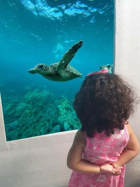 Paphos: Swim Cruise with Turtle Watching, Drinks & Aperol - What this Paphos cruise actually offers