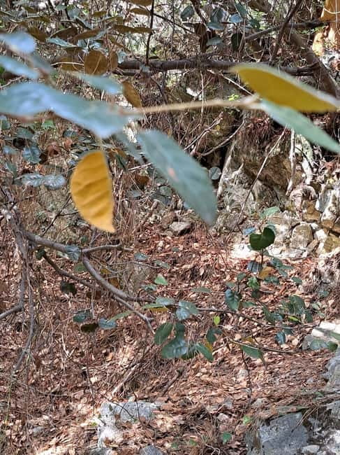 Paphos: Troodos Mountains Jeep Tour with Wine Tasting - Omodos: sweets, old wine-making, and lunch