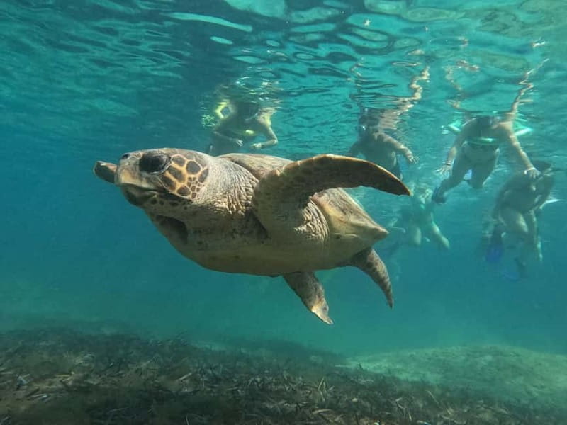Paphos: Turtle-Watching Snorkeling Sea Scooter Trip - Snorkeling with turtles in their natural home