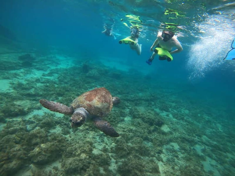 Paphos: Turtle-Watching Snorkeling Sea Scooter Trip - Guides who make the water feel manageable