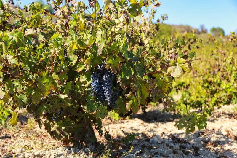 Paphos: Wine Tour – Vineyards, Tastings & Scenic Views - Is $111 good value?