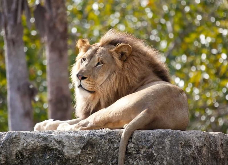 Paphos: Zoo Visit and Blue Lagoon Cruise with Guide & Lunch - Key points at a glance