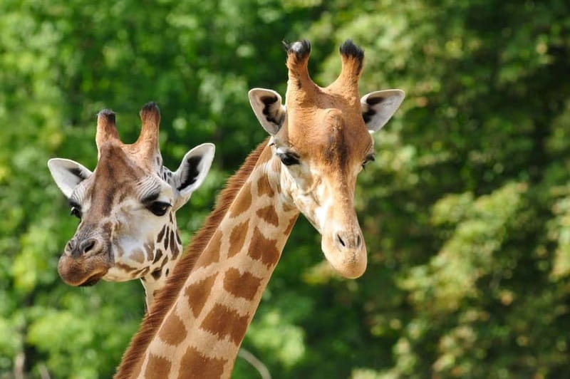 Paphos: Zoo Visit and Blue Lagoon Cruise with Guide & Lunch - Pafos Zoo among the banana plantations