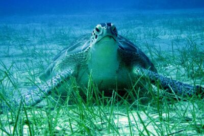 Private Discovery Dive + Photos & Videos