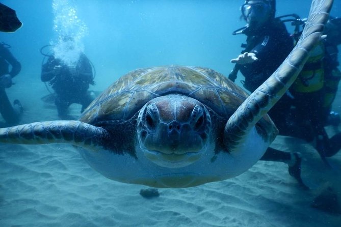 Private Diving at Zenobia Wreck in Larnaka - The second session and the value of private guidance