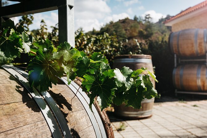 Private Full-Day Tour in Lanarca with a Visit to a Winery - Choirokoitia and Cyprus Before Written History