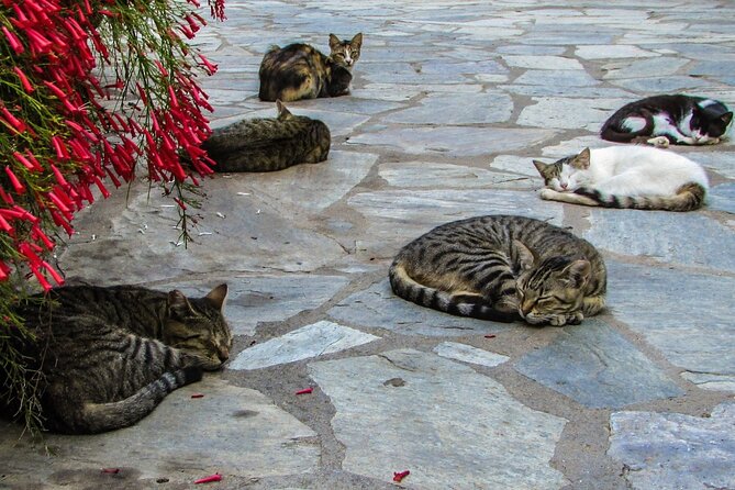 Private Full-Day Tour to Cyprus Monasteries - What the $480.63 price really buys