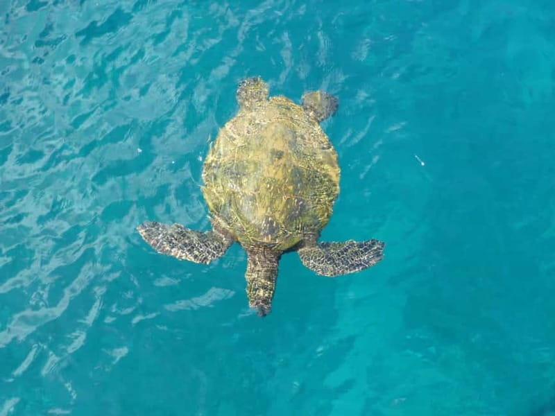 Private Jeep Safari Turtle Adventure & Adonis Waterfalls - Key points before you book