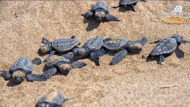 Private Jeep Safari Turtle Adventure & Adonis Waterfalls - Inneia Turtle Museum: a useful start to the day