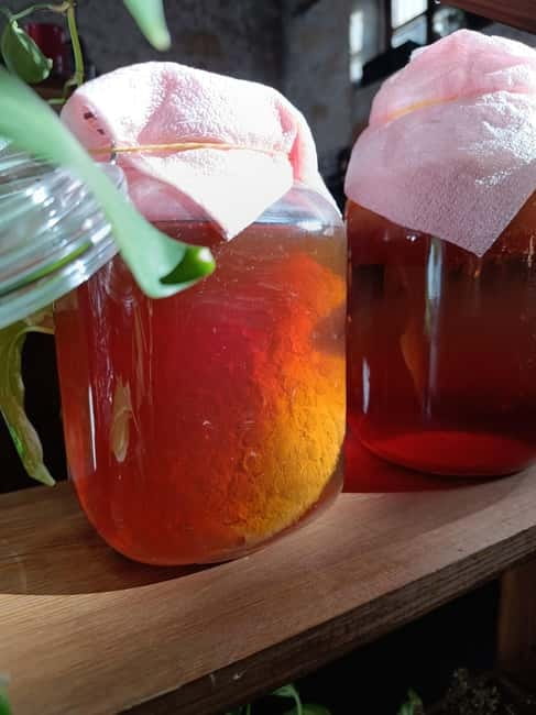 Private Kombucha Making Workshop in Cyprus - Booking Details Worth Noting