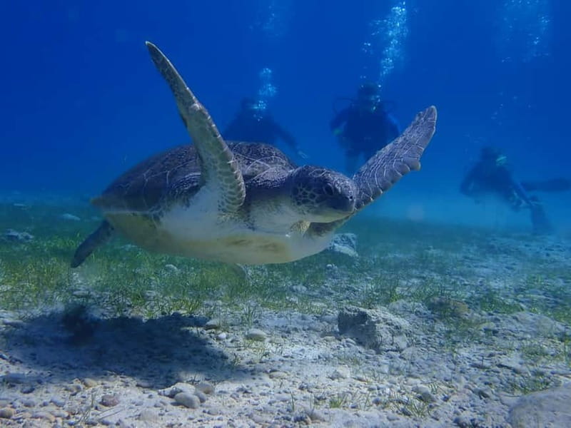 Protaras: Cape Grecko Single Dive for Qualified Divers - Starting at the modern Protaras centre