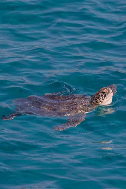 Protaras: Turtle Cove & Blue Lagoon Sunset Cruise - Paralimni Marina, Pernera, and Fig Tree Bay