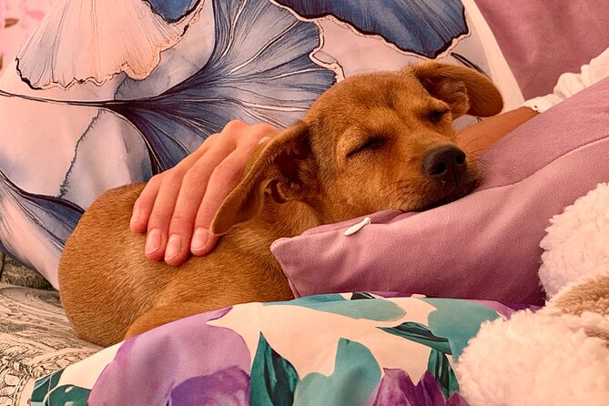 Puppies and Movies: A Feel-Good Film Night with Rescue Pups - Arriving at the Peyia Villa at 7:00 pm