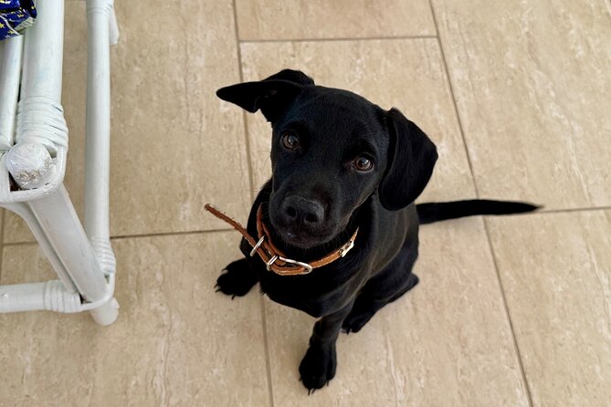 Puppies and Movies: A Feel-Good Film Night with Rescue Pups - Who Will Enjoy This Evening Most