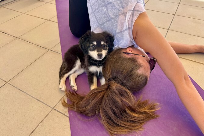 Puppy Yoga in einer Meerblick-Villa bei Paphos (Kleingruppe) - Key points at a glance