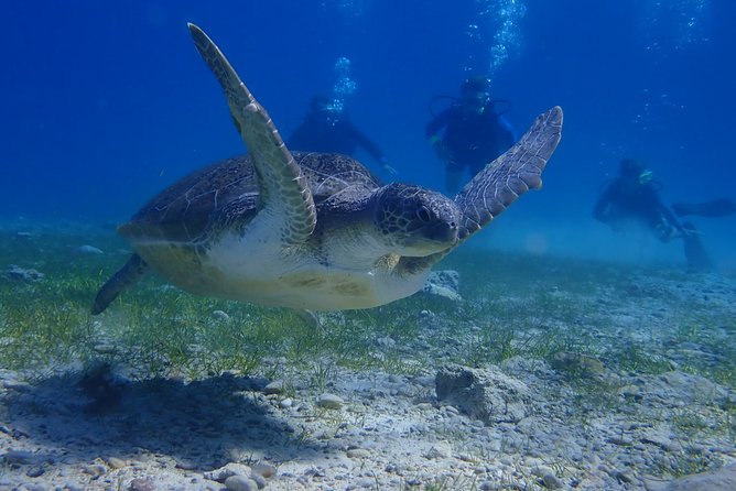 Scuba Diving Activity in Pernera - Price, timing, and practical value