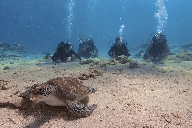 Scuba Diving Experience (10+ Years) AND Free Edited Video - What the three-hour experience is really like