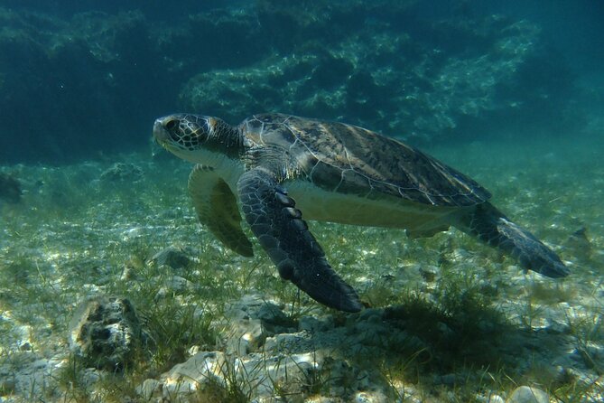 SCUBA DIVING first time experience - Fish, turtles, and what you actually see