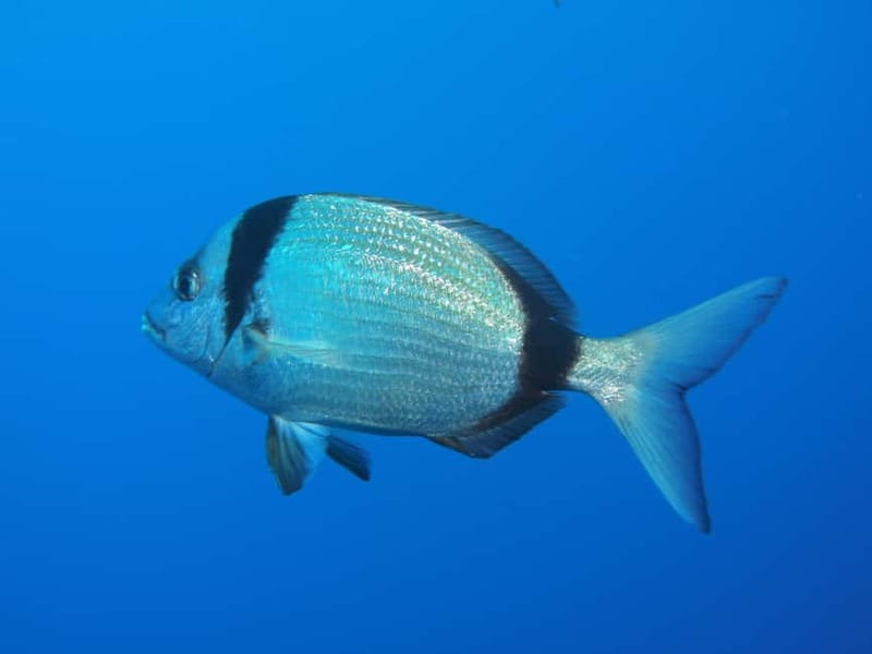 Scuba Diving - Tunnels & Caves - Cape Greco - private guided - The private format is the real selling point
