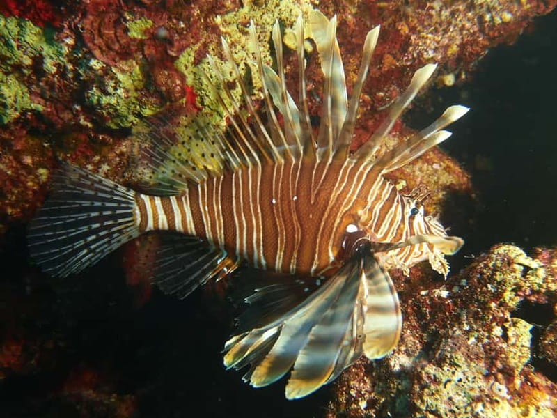 Scuba Diving - Tunnels & Caves - Cape Greco - private guided - Who should book this Cape Greco experience?