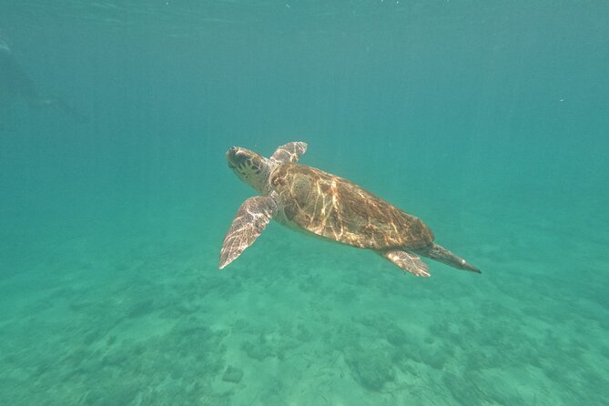snorkeling ,Turtle Watching in Cyprus - Key points to know before you book