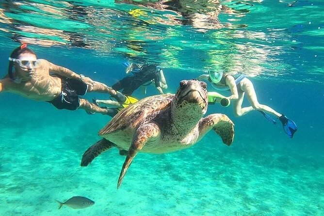 snorkeling ,Turtle Watching in Cyprus - From the Tombs of the Kings to the bay