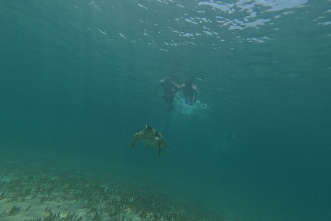 snorkeling ,Turtle Watching in Cyprus - What you may see besides turtles