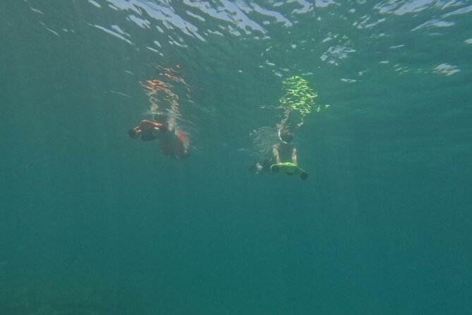 snorkeling ,Turtle Watching in Cyprus - The guides are the heart of the experience