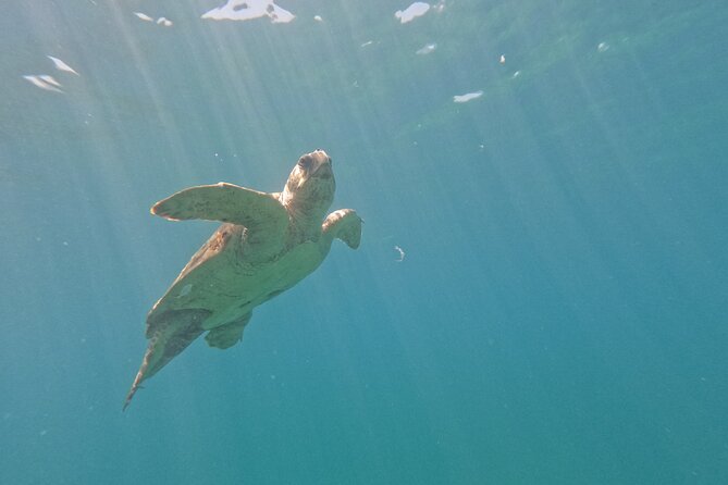 snorkeling ,Turtle Watching in Cyprus - Is $72.59 good value?