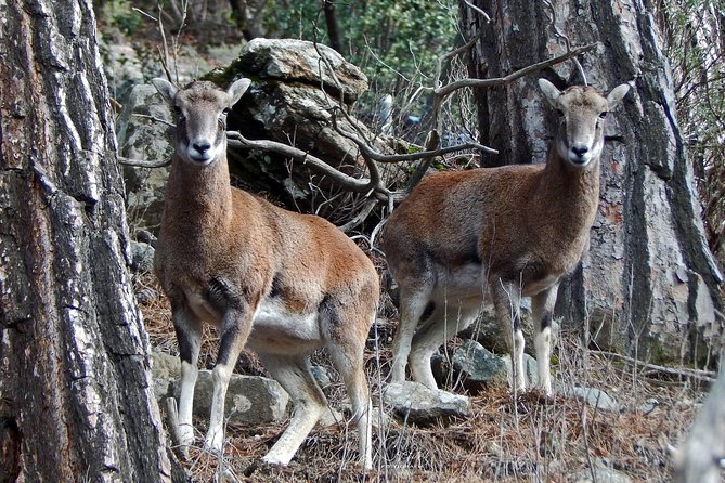 Troodos Jeep Safari from Protaras,Ayia napa & Larnaca - Pedoulas lunch and a slower hour in the mountains