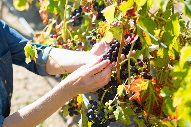 Troodos Mountains Grape Escape: All Inclusive Food & Wine Tour - The surprise bonus stop keeps the route flexible