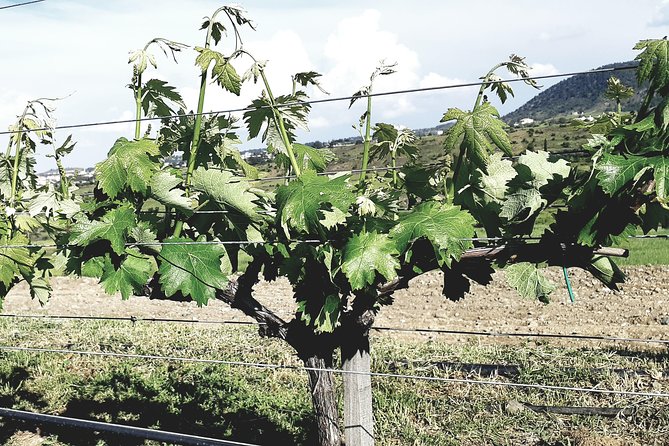 Troodos Mountains Grape Escape: All Inclusive Food & Wine Tour - What this tour does not include