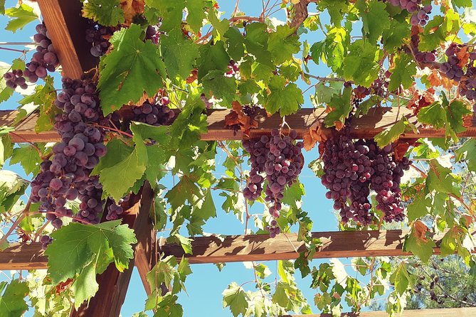 Troodos Mountains Vino Venture: All Inclusive Full Day Wine Tour - Omodos: village streets, craft shops, and a serious lunch