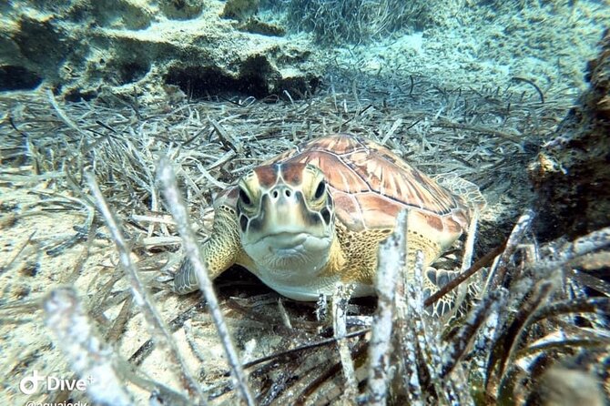 Try a Scuba Diving Experience - Is $90.74 a fair price?