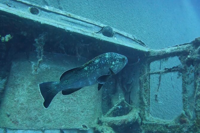 World-Class Zenobia Wreck Dive in Cyprus x 2 dives - From Pissouri Bay to the Larnaca departure