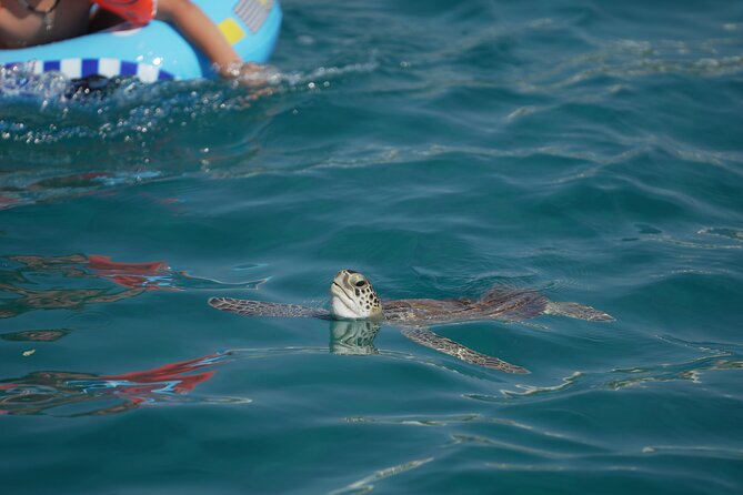 Yellow Boat Cruises: Afternoon Family Blue Lagoon & Turtle Cruise - Green Bay is where the turtle search begins