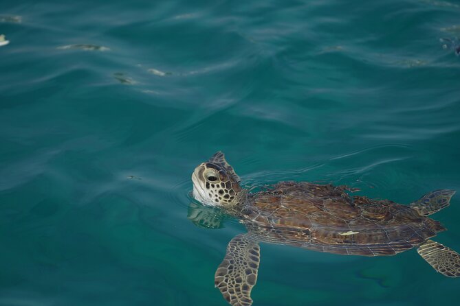 Yellow Boat Cruises: Morning Family Blue Lagoon & Turtle Cruise - How much value do you get for $36.04?